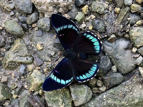 Bellona metalmark, Putumayo, Colombia Quick snap with the iPhone. Bellona metalmark,Colombia,Fall,Geotagged,Mocoa,Necyria bellona,Putumayo,South America