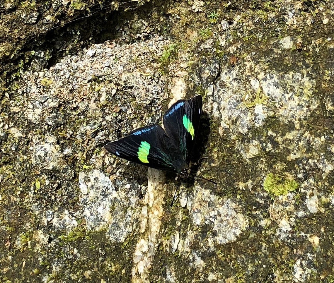 Pale Perisama - top view, Putumayo, Colombia Smartphone shot of the top of a Pale Perisama. Colombia,Fall,Geotagged,Mocoa,Pale Perisama,Perisama oppelii,Putumayo,South America