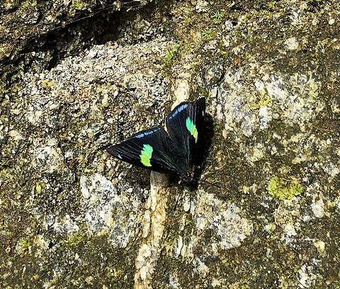 Pale Perisama - top view, Putumayo, Colombia Smartphone shot of the top of a Pale Perisama. Colombia,Fall,Geotagged,Mocoa,Pale Perisama,Perisama oppelii,Putumayo,South America