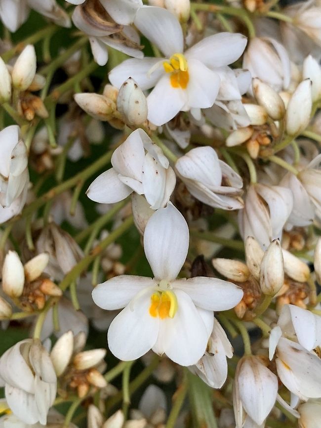 Xiphidium caeruleum - flowers, Putumayo, Colombia Will ask an expert later about the ID, once he&#039;s awake :)<br />
<figure class="photo"><a href="https://www.jungledragon.com/image/74873/xiphidium_caeruleum_-_full_plant_putumayo_colombia.html" title="Xiphidium caeruleum - full plant, Putumayo, Colombia"><img src="https://s3.amazonaws.com/media.jungledragon.com/images/2/74873_thumb.jpg?AWSAccessKeyId=05GMT0V3GWVNE7GGM1R2&Expires=1759968010&Signature=wa5XGhVqZhmH9mPhPE7mpSVMqak%3D" width="114" height="152" alt="Xiphidium caeruleum - full plant, Putumayo, Colombia Will ask an expert later about the ID, once he&#039;s awake :)<br />
https://www.jungledragon.com/image/74872/white_orchid_putumayo_colombia.html<br />
https://www.jungledragon.com/image/74871/white_orchid_-_flowers_putumayo_colombia.html Colombia,Fall,Geotagged,Mocoa,Putumayo,South America,Xiphidium caeruleum" /></a></figure><br />
<figure class="photo"><a href="https://www.jungledragon.com/image/74872/xiphidium_caeruleum_putumayo_colombia.html" title="Xiphidium caeruleum, Putumayo, Colombia"><img src="https://s3.amazonaws.com/media.jungledragon.com/images/2/74872_thumb.jpg?AWSAccessKeyId=05GMT0V3GWVNE7GGM1R2&Expires=1759968010&Signature=LLTi1Et6%2FFpu0WV8LeP6ekJ1kGA%3D" width="114" height="152" alt="Xiphidium caeruleum, Putumayo, Colombia Will ask an expert later about the ID, once he&#039;s awake :)<br />
https://www.jungledragon.com/image/74873/white_orchid_-_full_plant_putumayo_colombia.html<br />
https://www.jungledragon.com/image/74871/white_orchid_-_flowers_putumayo_colombia.html Colombia,Fall,Geotagged,Mocoa,Putumayo,South America,Xiphidium caeruleum" /></a></figure> Colombia,Fall,Geotagged,Mocoa,Putumayo,South America,Xiphidium caeruleum