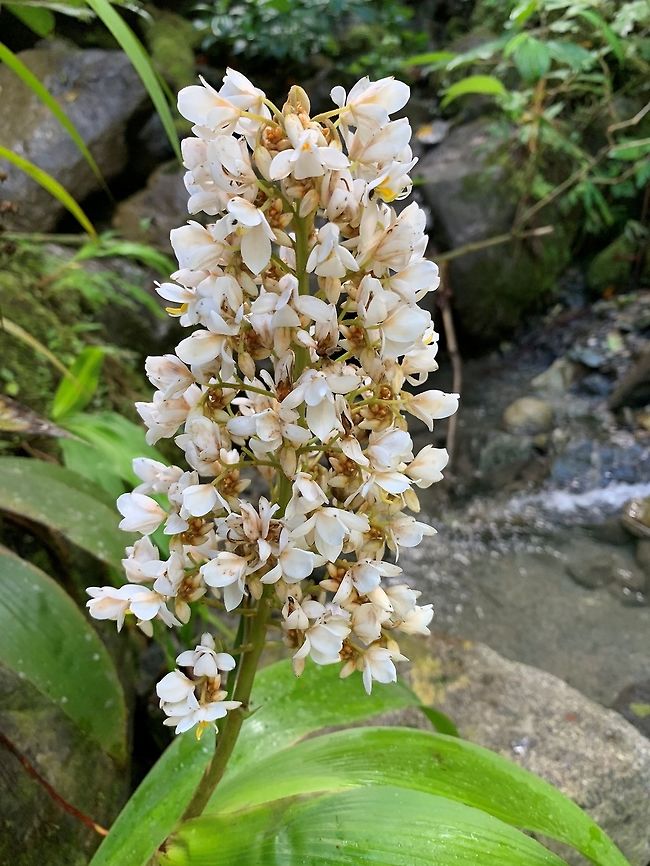 Xiphidium caeruleum, Putumayo, Colombia Will ask an expert later about the ID, once he&#039;s awake :)<br />
<figure class="photo"><a href="https://www.jungledragon.com/image/74873/xiphidium_caeruleum_-_full_plant_putumayo_colombia.html" title="Xiphidium caeruleum - full plant, Putumayo, Colombia"><img src="https://s3.amazonaws.com/media.jungledragon.com/images/2/74873_thumb.jpg?AWSAccessKeyId=05GMT0V3GWVNE7GGM1R2&Expires=1767225610&Signature=M3m0KJdNQVk4yEB42QwmY9FqO5k%3D" width="114" height="152" alt="Xiphidium caeruleum - full plant, Putumayo, Colombia Will ask an expert later about the ID, once he&#039;s awake :)<br />
https://www.jungledragon.com/image/74872/white_orchid_putumayo_colombia.html<br />
https://www.jungledragon.com/image/74871/white_orchid_-_flowers_putumayo_colombia.html Colombia,Fall,Geotagged,Mocoa,Putumayo,South America,Xiphidium caeruleum" /></a></figure><br />
<figure class="photo"><a href="https://www.jungledragon.com/image/74871/xiphidium_caeruleum_-_flowers_putumayo_colombia.html" title="Xiphidium caeruleum - flowers, Putumayo, Colombia"><img src="https://s3.amazonaws.com/media.jungledragon.com/images/2/74871_thumb.jpg?AWSAccessKeyId=05GMT0V3GWVNE7GGM1R2&Expires=1767225610&Signature=OrR2mPKwWLgUAVbKGoa2qvbgnI8%3D" width="114" height="152" alt="Xiphidium caeruleum - flowers, Putumayo, Colombia Will ask an expert later about the ID, once he&#039;s awake :)<br />
https://www.jungledragon.com/image/74873/white_orchid_-_full_plant_putumayo_colombia.html<br />
https://www.jungledragon.com/image/74872/white_orchid_putumayo_colombia.html Colombia,Fall,Geotagged,Mocoa,Putumayo,South America,Xiphidium caeruleum" /></a></figure> Colombia,Fall,Geotagged,Mocoa,Putumayo,South America,Xiphidium caeruleum