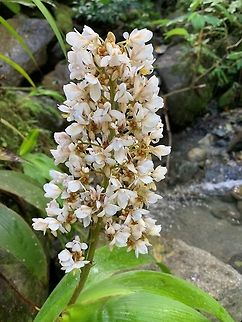 Xiphidium caeruleum, Putumayo, Colombia Will ask an expert later about the ID, once he's awake :)
https://www.jungledragon.com/image/74873/white_orchid_-_full_plant_putumayo_colombia.html
https://www.jungledragon.com/image/74871/white_orchid_-_flowers_putumayo_colombia.html Colombia,Fall,Geotagged,Mocoa,Putumayo,South America,Xiphidium caeruleum