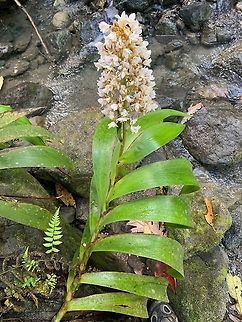 Xiphidium caeruleum - full plant, Putumayo, Colombia Will ask an expert later about the ID, once he's awake :)
https://www.jungledragon.com/image/74872/white_orchid_putumayo_colombia.html
https://www.jungledragon.com/image/74871/white_orchid_-_flowers_putumayo_colombia.html Colombia,Fall,Geotagged,Mocoa,Putumayo,South America,Xiphidium caeruleum