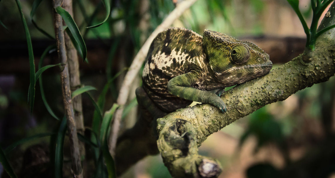 Panther chameleon with army camouflage Quite amazing how different the colors are of some Panter chameleons. This one seems to have a military camouflage. Note that chameleons do not change their color based on their surroundings. They only change color based on their mood. Furcifer pardalis,Geotagged,Madagascar,Panther chameleon,Pyreras Reserve