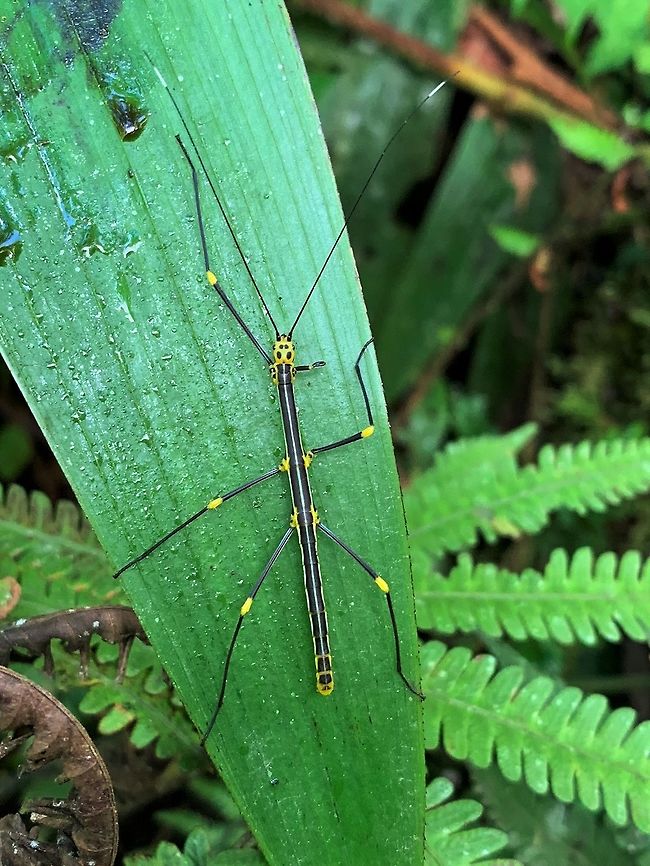 Black/yellow phasmid, Mocoa, Colombia Completing the set for this day by going through the iPhone quick snaps, this is the last one. This is a pretty vibrant mid-sized phasmid. Colombia,Fall,Geotagged,Oreophoetes topoense