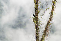 Amazonian umbrellabird - overview, Mocoa, Colombia Opening a new day in our trip. The set is tiny for this day as it largely was a transfer day. A pretty spectacular one where we would transfer from Mocoa to La Cocha in a single day, an altitude change from 800m to over 3,000m. With such a change in altitude, there's the risk of mountain sickness. Our guide gave us pills for it and we didn't suffer from any such effects, luckily. We learned from him that you can't train yourself against mountain sickness or grow tolerance for it. You get it or you don't get it, regardless of your experience.<br />
https://www.jungledragon.com/image/75088/amazonian_umbrellabird_mocoa_colombia.html Amazonian umbrellabird,Cephalopterus ornatus,Colombia,Colombia 2018,Colombia South,Fall,Geotagged,South America,Trampoline of Death,World