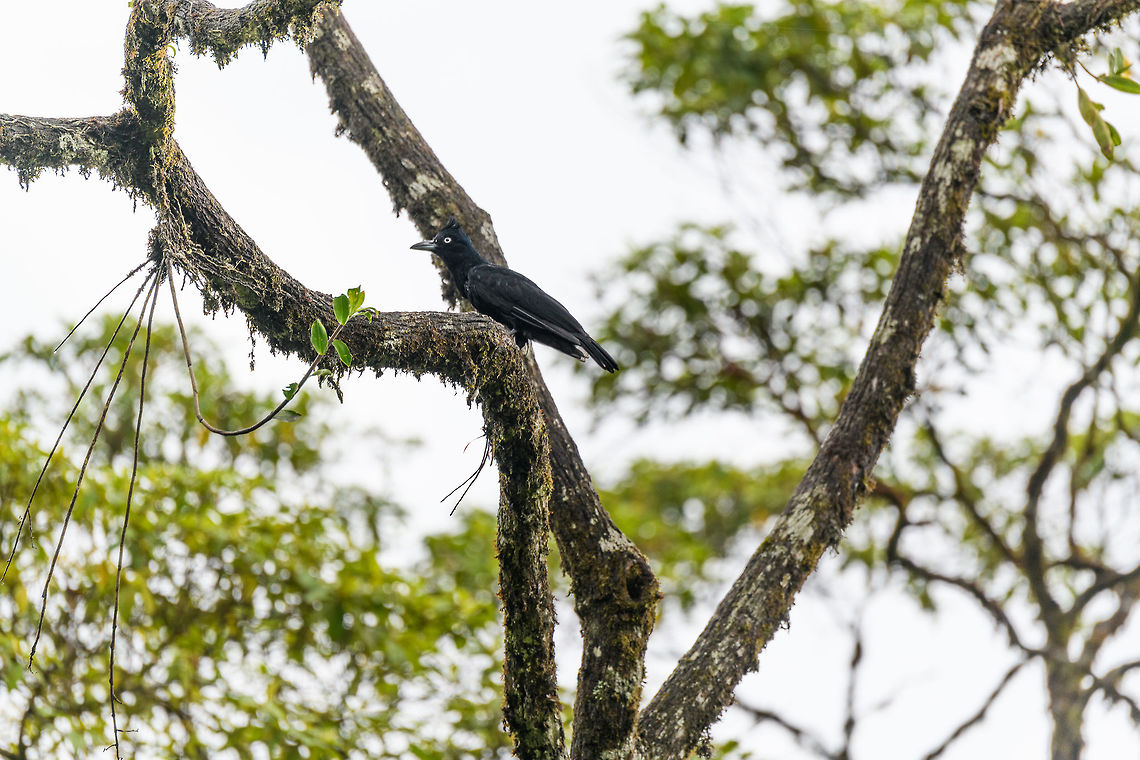 Amazonian umbrellabird, Mocoa, Colombia Opening a new day in our trip. The set is tiny for this day as it largely was a transfer day. A pretty spectacular one where we would transfer from Mocoa to La Cocha in a single day, an altitude change from 800m to over 3,000m. With such a change in altitude, there&#039;s the risk of mountain sickness. Our guide gave us pills for it and we didn&#039;t suffer from any such effects, luckily. We learned from him that you can&#039;t train yourself against mountain sickness or grow tolerance for it. You get it or you don&#039;t get it, regardless of your experience.<br />
<figure class="photo"><a href="https://www.jungledragon.com/image/75087/amazonian_umbrellabird_-_overview_mocoa_colombia.html" title="Amazonian umbrellabird - overview, Mocoa, Colombia"><img src="https://s3.amazonaws.com/media.jungledragon.com/images/2/75087_thumb.jpg?AWSAccessKeyId=05GMT0V3GWVNE7GGM1R2&Expires=1759968010&Signature=ireBsc7nY%2FMQf7S0xqtCkK3jYpg%3D" width="200" height="134" alt="Amazonian umbrellabird - overview, Mocoa, Colombia Opening a new day in our trip. The set is tiny for this day as it largely was a transfer day. A pretty spectacular one where we would transfer from Mocoa to La Cocha in a single day, an altitude change from 800m to over 3,000m. With such a change in altitude, there&#039;s the risk of mountain sickness. Our guide gave us pills for it and we didn&#039;t suffer from any such effects, luckily. We learned from him that you can&#039;t train yourself against mountain sickness or grow tolerance for it. You get it or you don&#039;t get it, regardless of your experience.<br />
https://www.jungledragon.com/image/75088/amazonian_umbrellabird_mocoa_colombia.html Amazonian umbrellabird,Cephalopterus ornatus,Colombia,Colombia 2018,Colombia South,Fall,Geotagged,South America,Trampoline of Death,World" /></a></figure> Amazonian umbrellabird,Cephalopterus ornatus,Colombia,Colombia 2018,Colombia South,South America,Trampoline of Death,World