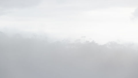 Cloud Forest scenery, Trampoline of Death, Colombia Impression on how cloudy conditions can become as we traveled the Trampoline of Death road between Mocoa and La Cocha. This road is notorious for being dangerous (steep and narrow, single lane). Due to safety improvements like guard rails, the road has become safer and is locally renamed to "Trampoline of Biodiversity".

Although we were not driving ourselves, we did not find the road *that* unsafe. Speeds are very low (about 20-30kmph) and although single-lane, its spacious enough to not have the feeling of being close to crashing into some valley. The only dangerous aspect is when meeting opposing traffic. One of the two will need to back up to a point wide enough to allow 2 vehicles to pass each other. This requires solid driving skills in a pretty stressful situation. Colombia,Colombia 2018,Colombia South,South America,Trampoline of Death,World