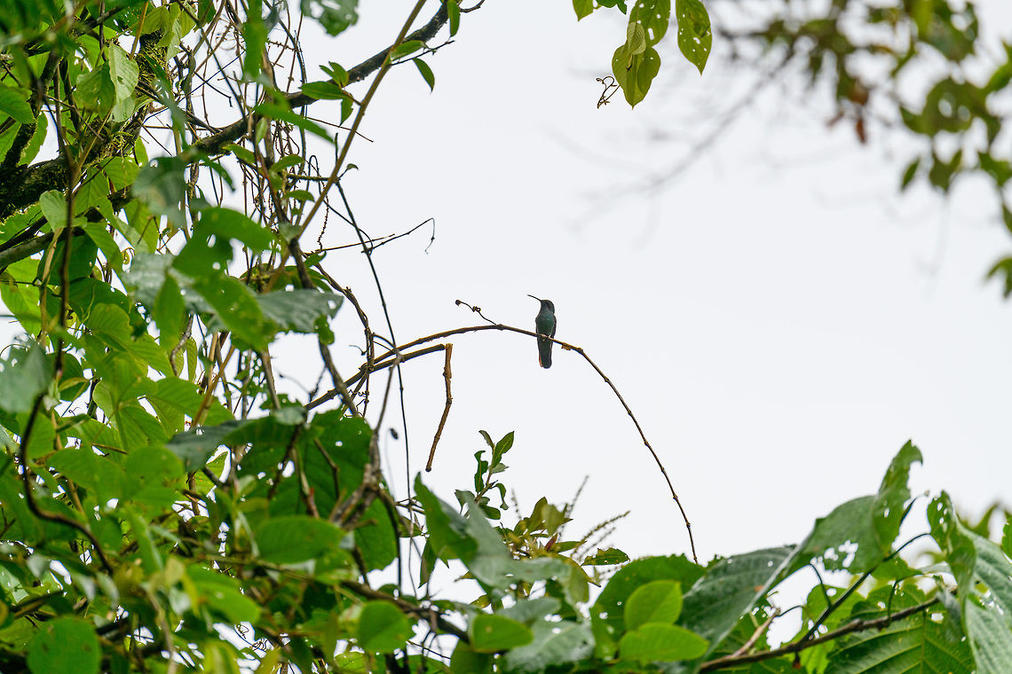 Lesser violetear - female, Trampoline of Death, Colombia Ugh, cloudy conditions. This is the female of the Lesser violetear.  Colibri cyanotus,Colombia,Colombia 2018,Colombia South,Fall,Geotagged,Lesser violetear,South America,Trampoline of Death,World