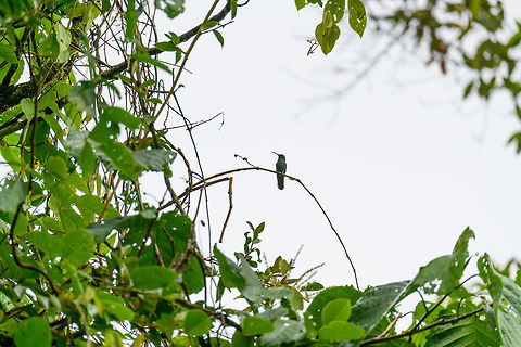 Lesser violetear - female, Trampoline of Death, Colombia Ugh, cloudy conditions. This is the female of the Lesser violetear.  Colibri cyanotus,Colombia,Colombia 2018,Colombia South,Fall,Geotagged,Lesser violetear,South America,Trampoline of Death,World
