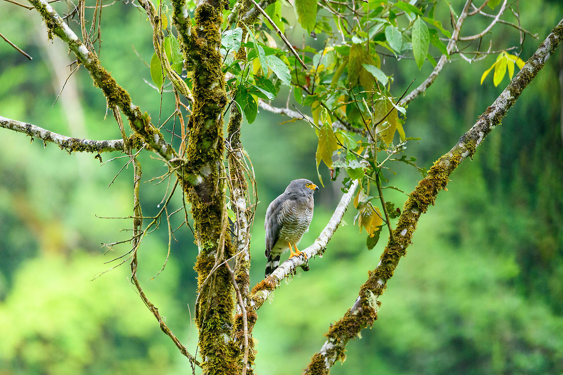 Roadside Hawk, Trampoline of Death, Colombia One of the most accurately named birds in the world, for being reliably found on the roadside, always. This bird helped in other ways. We were stopped by the police for a random search directly after this spotting. Colombia is one of few countries in the world where the regular police is so heavily armed, with machine guns. Noting the size of my camera, they asked lots of questions about it and ultimately wanted proof of my claim that we were only photographing birds. This bird did it, as we had not photographed many on this day.<br />
<br />
The story isn&#039;t as interesting as it may sound. They were probably just bored out of their minds and had a genuine interest in our hobby.  Buteo magnirostris,Colombia,Colombia 2018,Colombia South,Fall,Geotagged,Roadside Hawk,South America,Trampoline of Death,World