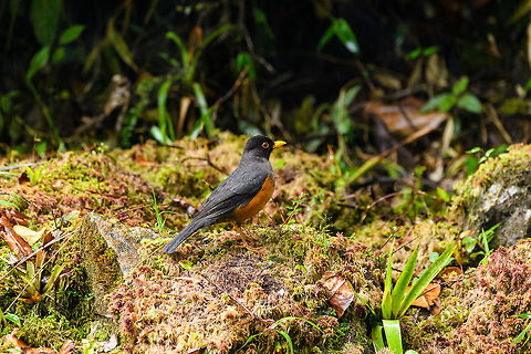 Chestnut-bellied thrush, Trampoline of Death, Colombia Taken from the car, in the streaming rain. This is likely the male, which is slightly more vibrant compared to the female.
https://www.jungledragon.com/image/75239/chestnut-bellied_thrush_-_closeup_trampoline_of_death_colombia.html Chestnut-bellied thrush,Colombia,Colombia 2018,Colombia South,Fall,Geotagged,South America,Trampoline of Death,World,fulviventris