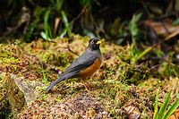 Chestnut-bellied thrush - closeup, Trampoline of Death, Colombia Taken from the car, in the streaming rain. This is likely the male, which is slightly more vibrant compared to the female.<br />
https://www.jungledragon.com/image/75238/chestnut-bellied_thrush_trampoline_of_death_colombia.html Chestnut-bellied thrush,Colombia,Colombia 2018,Colombia South,Fall,Geotagged,South America,Trampoline of Death,Turdus fulviventris,World