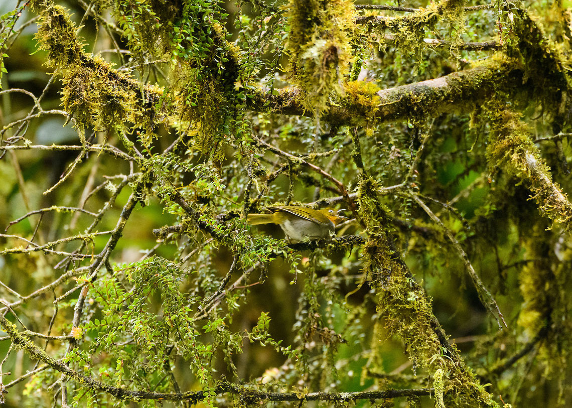 Yellow-throated bush tanager, Trampoline of Death, Colombia The only shot I have of this bird, and it's not great., sorry. Hope you enjoy the cloud forest vegetation though. Colombia,Colombia 2018,Colombia South,South America,Trampoline of Death,World,Yellow-throated bush tanager,flavigularis