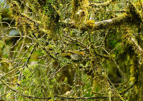 Yellow-throated bush tanager, Trampoline of Death, Colombia The only shot I have of this bird, and it's not great., sorry. Hope you enjoy the cloud forest vegetation though. Colombia,Colombia 2018,Colombia South,South America,Trampoline of Death,World,Yellow-throated bush tanager,flavigularis