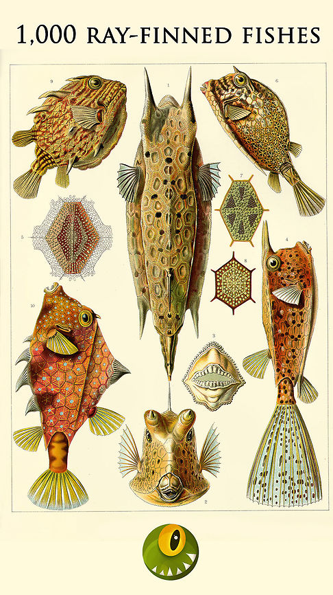 1,000 Ray-finned Fishes hi all,<br />
<br />
This is to celebrate the incredible milestone of crossing a 1,000 ray-finned fishes:<br />
<a href="https://www.jungledragon.com/wildlife/browse/animalia/chordata/actinopterygii" rel="nofollow">https://www.jungledragon.com/wildlife/browse/animalia/chordata/actinopterygii</a><br />
<br />
I tricked Zach into contributing the final 3, to lure in this great milestone :) Check out Zach's profile here:<br />
<br />
<a href="https://www.jungledragon.com/user/3547/zach_alley.html" class="user" title="view Zach Alley's profile"><img src="https://lh5.googleusercontent.com/-kkIKclb7Mto/AAAAAAAAAAI/AAAAAAAAAFo/Yx-6pw_YliU/photo.jpg" alt="Zach Alley" /><em>Zach Alley</em></a><br />
<br />
Marine photography is not accessible to all of us, so this is a game of a few contributors...contributing a LOT each. Two of these contributors deserve a big spotlight:<br />
<br />
<a href="https://www.jungledragon.com/user/2994/albert_kang.html" class="user" title="view Albert Kang's profile"><img src="https://secure.gravatar.com/avatar.php?gravatar_id=be26a3e3dbfc2c2f875c7467f2b90899&d=identicon&size=80" alt="Albert Kang" /><em>Albert Kang</em></a><br />
<br />
<a href="https://www.jungledragon.com/user/2298/patomarazul.html" class="user" title="view Patomarazul's profile"><img src="https://secure.gravatar.com/avatar.php?gravatar_id=809b12fd36967acdc0862ebc98e37f6e&d=identicon&size=80" alt="Patomarazul" /><em>Patomarazul</em></a><br />
<br />
Thank you Zach, Albert and Marta for this epic achievement. It's hard work to come to such a set, but we will cherish its value now and in the future. <br />