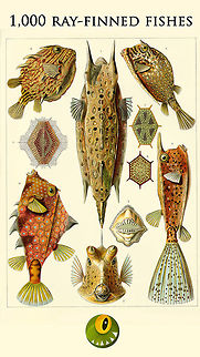 1,000 Ray-finned Fishes hi all,

This is to celebrate the incredible milestone of crossing a 1,000 ray-finned fishes:
https://www.jungledragon.com/wildlife/browse/animalia/chordata/actinopterygii

I tricked Zach into contributing the final 3, to lure in this great milestone :) Check out Zach's profile here:

https://www.jungledragon.com/user/3547/zach_alley.html

Marine photography is not accessible to all of us, so this is a game of a few contributors...contributing a LOT each. Two of these contributors deserve a big spotlight:

https://www.jungledragon.com/user/2994/albert_kang.html

https://www.jungledragon.com/user/2298/patomarazul.html

Thank you Zach, Albert and Marta for this epic achievement. It's hard work to come to such a set, but we will cherish its value now and in the future.