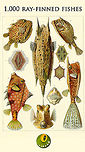 1,000 Ray-finned Fishes hi all,<br />
<br />
This is to celebrate the incredible milestone of crossing a 1,000 ray-finned fishes:<br />
https://www.jungledragon.com/wildlife/browse/animalia/chordata/actinopterygii<br />
<br />
I tricked Zach into contributing the final 3, to lure in this great milestone :) Check out Zach's profile here:<br />
<br />
https://www.jungledragon.com/user/3547/zach_alley.html<br />
<br />
Marine photography is not accessible to all of us, so this is a game of a few contributors...contributing a LOT each. Two of these contributors deserve a big spotlight:<br />
<br />
https://www.jungledragon.com/user/2994/albert_kang.html<br />
<br />
https://www.jungledragon.com/user/2298/patomarazul.html<br />
<br />
Thank you Zach, Albert and Marta for this epic achievement. It's hard work to come to such a set, but we will cherish its value now and in the future.