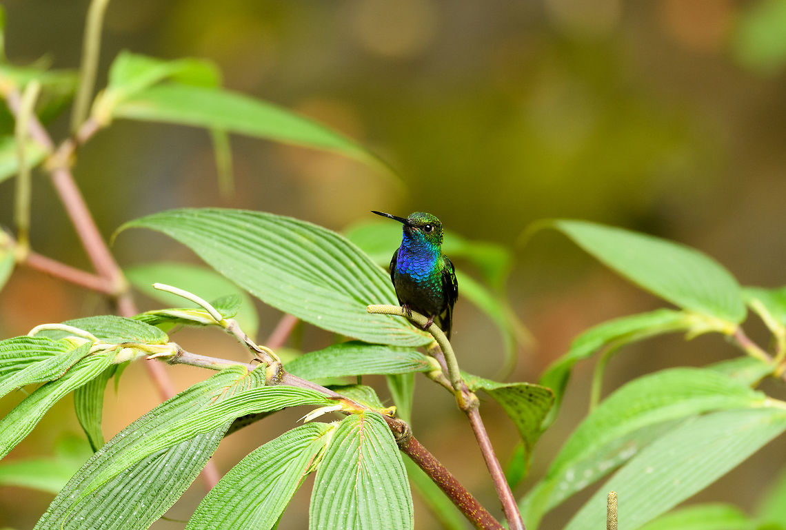 Green-backed hillstar, Trampoline of Death, Colombia This species is sometimes also referred to as the White-tailed Hillstar. My understanding is that this was before it was split from Urochroa bougueri.<br />
<a href="https://www.hbw.com/species/white-tailed-hillstar-urochroa-leucura" rel="nofollow">https://www.hbw.com/species/white-tailed-hillstar-urochroa-leucura</a> Colombia,Colombia 2018,Colombia South,Green-backed hillstar,South America,Trampoline of Death,Urochroa leucura,World