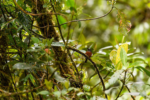 Slaty-backed chat-tyrant, Trampoline of Death, Colombia Found mostly above 2200m asl, does not join mixed flocks.
https://www.jungledragon.com/image/75733/slaty-backed_chat-tyrant_-_ii_trampoline_of_death_colombia.html Colombia,Colombia 2018,Colombia South,Fall,Geotagged,Ochthoeca cinnamomeiventris,Slaty-backed chat-tyrant,South America,Trampoline of Death,World