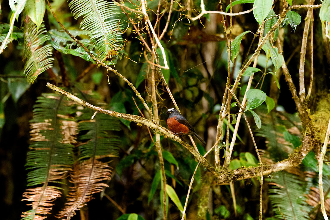 Slaty-backed chat-tyrant - II, Trampoline of Death, Colombia Found mostly above 2200m asl, does not join mixed flocks.<br />
<figure class="photo"><a href="https://www.jungledragon.com/image/75732/slaty-backed_chat-tyrant_trampoline_of_death_colombia.html" title="Slaty-backed chat-tyrant, Trampoline of Death, Colombia"><img src="https://s3.amazonaws.com/media.jungledragon.com/images/2/75732_thumb.jpg?AWSAccessKeyId=05GMT0V3GWVNE7GGM1R2&Expires=1769040010&Signature=%2F5N9HVZUHyZqmtOblWFihEIffIE%3D" width="200" height="134" alt="Slaty-backed chat-tyrant, Trampoline of Death, Colombia Found mostly above 2200m asl, does not join mixed flocks.<br />
https://www.jungledragon.com/image/75733/slaty-backed_chat-tyrant_-_ii_trampoline_of_death_colombia.html Colombia,Colombia 2018,Colombia South,Fall,Geotagged,Ochthoeca cinnamomeiventris,Slaty-backed chat-tyrant,South America,Trampoline of Death,World" /></a></figure> Colombia,Colombia 2018,Colombia South,Fall,Geotagged,Ochthoeca cinnamomeiventris,Slaty-backed chat-tyrant,South America,Trampoline of Death,World