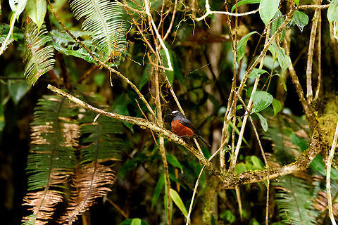 Slaty-backed chat-tyrant - II, Trampoline of Death, Colombia Found mostly above 2200m asl, does not join mixed flocks.
https://www.jungledragon.com/image/75732/slaty-backed_chat-tyrant_trampoline_of_death_colombia.html Colombia,Colombia 2018,Colombia South,Fall,Geotagged,Ochthoeca cinnamomeiventris,Slaty-backed chat-tyrant,South America,Trampoline of Death,World