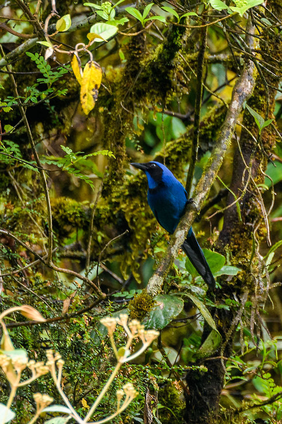 Black-collared Jay, Trampoline of Death, Colombia Described as fairly common in mountain forests in the south to west Andes. <br />
<figure class="photo"><a href="https://www.jungledragon.com/image/75785/black-collared_jay_-_ii_trampoline_of_death_colombia.html" title="Black-collared Jay - II, Trampoline of Death, Colombia"><img src="https://s3.amazonaws.com/media.jungledragon.com/images/2/75785_thumb.jpg?AWSAccessKeyId=05GMT0V3GWVNE7GGM1R2&Expires=1759968010&Signature=xFKSHBqgFj%2FBeUyyy12EtCfSaDg%3D" width="200" height="134" alt="Black-collared Jay - II, Trampoline of Death, Colombia Described as fairly common in mountain forests in the south to west Andes. <br />
https://www.jungledragon.com/image/75784/black-collared_jay_trampoline_of_death_colombia.html<br />
https://www.jungledragon.com/image/75786/black-collared_jay_-_iii_trampoline_of_death_colombia.html Black-collared jay,Colombia,Colombia 2018,Colombia South,Cyanolyca armillata,Fall,Geotagged,South America,Trampoline of Death,World" /></a></figure><br />
<figure class="photo"><a href="https://www.jungledragon.com/image/75786/black-collared_jay_-_iii_trampoline_of_death_colombia.html" title="Black-collared Jay - III, Trampoline of Death, Colombia"><img src="https://s3.amazonaws.com/media.jungledragon.com/images/2/75786_thumb.jpg?AWSAccessKeyId=05GMT0V3GWVNE7GGM1R2&Expires=1759968010&Signature=bkMoiTMsvjVM5S5EUhGRvbuCRjQ%3D" width="200" height="134" alt="Black-collared Jay - III, Trampoline of Death, Colombia Described as fairly common in mountain forests in the south to west Andes. <br />
https://www.jungledragon.com/image/75784/black-collared_jay_trampoline_of_death_colombia.html<br />
https://www.jungledragon.com/image/75785/black-collared_jay_-_ii_trampoline_of_death_colombia.html Black-collared jay,Colombia,Colombia 2018,Colombia South,Cyanolyca armillata,South America,Trampoline of Death,World" /></a></figure> Black-collared jay,Colombia,Colombia 2018,Colombia South,Cyanolyca armillata,Fall,Geotagged,South America,Trampoline of Death,World