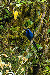 Black-collared Jay, Trampoline of Death, Colombia Described as fairly common in mountain forests in the south to west Andes. <br />
https://www.jungledragon.com/image/75785/black-collared_jay_-_ii_trampoline_of_death_colombia.html<br />
https://www.jungledragon.com/image/75786/black-collared_jay_-_iii_trampoline_of_death_colombia.html Black-collared jay,Colombia,Colombia 2018,Colombia South,Cyanolyca armillata,Fall,Geotagged,South America,Trampoline of Death,World
