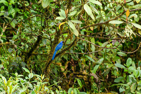 Black-collared Jay - II, Trampoline of Death, Colombia Described as fairly common in mountain forests in the south to west Andes. 
https://www.jungledragon.com/image/75784/black-collared_jay_trampoline_of_death_colombia.html
https://www.jungledragon.com/image/75786/black-collared_jay_-_iii_trampoline_of_death_colombia.html Black-collared jay,Colombia,Colombia 2018,Colombia South,Cyanolyca armillata,Fall,Geotagged,South America,Trampoline of Death,World