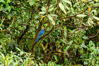 Black-collared Jay - II, Trampoline of Death, Colombia Described as fairly common in mountain forests in the south to west Andes. <br />
https://www.jungledragon.com/image/75784/black-collared_jay_trampoline_of_death_colombia.html<br />
https://www.jungledragon.com/image/75786/black-collared_jay_-_iii_trampoline_of_death_colombia.html Black-collared jay,Colombia,Colombia 2018,Colombia South,Cyanolyca armillata,Fall,Geotagged,South America,Trampoline of Death,World