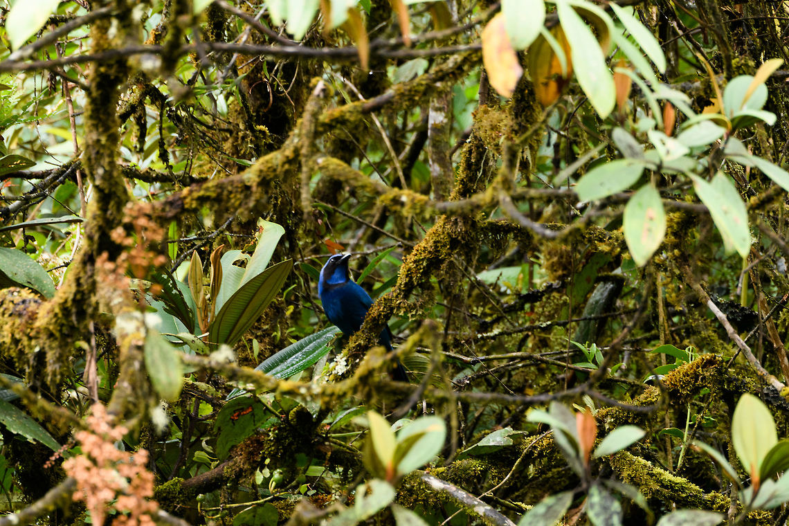 Black-collared Jay - III, Trampoline of Death, Colombia Described as fairly common in mountain forests in the south to west Andes. <br />
<figure class="photo"><a href="https://www.jungledragon.com/image/75784/black-collared_jay_trampoline_of_death_colombia.html" title="Black-collared Jay, Trampoline of Death, Colombia"><img src="https://s3.amazonaws.com/media.jungledragon.com/images/2/75784_thumb.jpg?AWSAccessKeyId=05GMT0V3GWVNE7GGM1R2&Expires=1759968010&Signature=K8tBOb%2B0xakbBX5ZX6CuqM0qZu0%3D" width="102" height="152" alt="Black-collared Jay, Trampoline of Death, Colombia Described as fairly common in mountain forests in the south to west Andes. <br />
https://www.jungledragon.com/image/75785/black-collared_jay_-_ii_trampoline_of_death_colombia.html<br />
https://www.jungledragon.com/image/75786/black-collared_jay_-_iii_trampoline_of_death_colombia.html Black-collared jay,Colombia,Colombia 2018,Colombia South,Cyanolyca armillata,Fall,Geotagged,South America,Trampoline of Death,World" /></a></figure><br />
<figure class="photo"><a href="https://www.jungledragon.com/image/75785/black-collared_jay_-_ii_trampoline_of_death_colombia.html" title="Black-collared Jay - II, Trampoline of Death, Colombia"><img src="https://s3.amazonaws.com/media.jungledragon.com/images/2/75785_thumb.jpg?AWSAccessKeyId=05GMT0V3GWVNE7GGM1R2&Expires=1759968010&Signature=xFKSHBqgFj%2FBeUyyy12EtCfSaDg%3D" width="200" height="134" alt="Black-collared Jay - II, Trampoline of Death, Colombia Described as fairly common in mountain forests in the south to west Andes. <br />
https://www.jungledragon.com/image/75784/black-collared_jay_trampoline_of_death_colombia.html<br />
https://www.jungledragon.com/image/75786/black-collared_jay_-_iii_trampoline_of_death_colombia.html Black-collared jay,Colombia,Colombia 2018,Colombia South,Cyanolyca armillata,Fall,Geotagged,South America,Trampoline of Death,World" /></a></figure> Black-collared jay,Colombia,Colombia 2018,Colombia South,Cyanolyca armillata,South America,Trampoline of Death,World