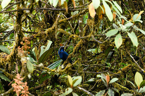 Black-collared Jay - III, Trampoline of Death, Colombia Described as fairly common in mountain forests in the south to west Andes. 
https://www.jungledragon.com/image/75784/black-collared_jay_trampoline_of_death_colombia.html
https://www.jungledragon.com/image/75785/black-collared_jay_-_ii_trampoline_of_death_colombia.html Black-collared jay,Colombia,Colombia 2018,Colombia South,Cyanolyca armillata,South America,Trampoline of Death,World