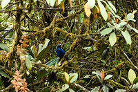 Black-collared Jay - III, Trampoline of Death, Colombia Described as fairly common in mountain forests in the south to west Andes. <br />
https://www.jungledragon.com/image/75784/black-collared_jay_trampoline_of_death_colombia.html<br />
https://www.jungledragon.com/image/75785/black-collared_jay_-_ii_trampoline_of_death_colombia.html Black-collared jay,Colombia,Colombia 2018,Colombia South,Cyanolyca armillata,South America,Trampoline of Death,World