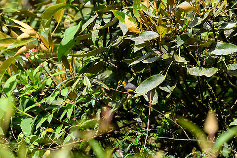 Golden-fronted whitestart, Trampoline of Death, Colombia In older books referred to as the golden-fronted redstart. Colombia,Colombia 2018,Colombia South,Fall,Geotagged,Golden-fronted whitestart,Myioborus ornatus,South America,Trampoline of Death,World