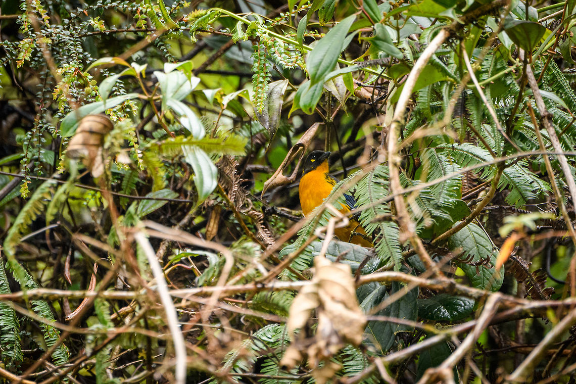 Lacrimose mountain tanager, Trampoline of Death, Colombia  Anisognathus lacrymosus,Colombia,Colombia 2018,Colombia South,Fall,Geotagged,Lacrimose mountain tanager,South America,Trampoline of Death,World