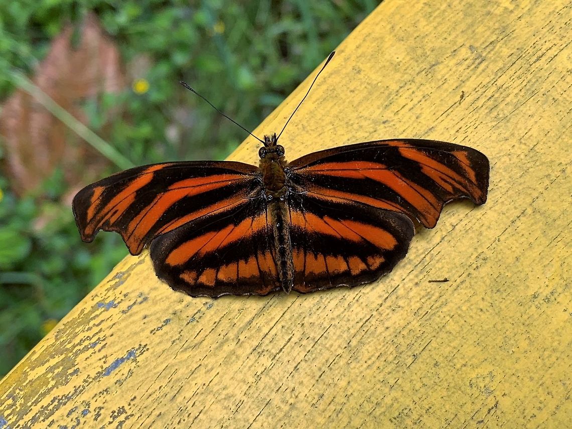 Podotricha sp, Trampoline of Death, Colombia iPhone shot of this vibrant longwing found on a guardrail. Likely  Podotricha sp. where it may be Podotricha judith, which matches in patterns but not really in color. Another option is Podotricha euchroia. I&#039;m asking in an expert group which one it is and will update this post once I know more. Colombia,Colombia 2018,Colombia South,Fall,Geotagged,Trampoline of Death