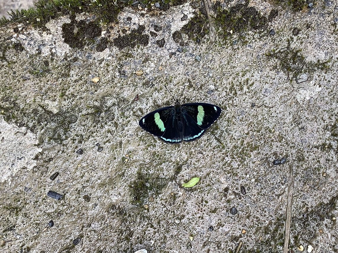Metalmark, Trampoline of Death, Colombia Another iPhone shot, sorry for the poor quality but I find the species interesting. I&#039;d say it&#039;s likely a metalmark but haven&#039;t found a close match yet. Colombia,Colombia 2018,Colombia South,Cramer's Eighty-eight,Diaethria clymena,Fall,Geotagged,South America,Trampoline of Death