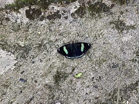 Metalmark, Trampoline of Death, Colombia Another iPhone shot, sorry for the poor quality but I find the species interesting. I'd say it's likely a metalmark but haven't found a close match yet. Colombia,Colombia 2018,Colombia South,Cramer's Eighty-eight,Diaethria clymena,Fall,Geotagged,South America,Trampoline of Death
