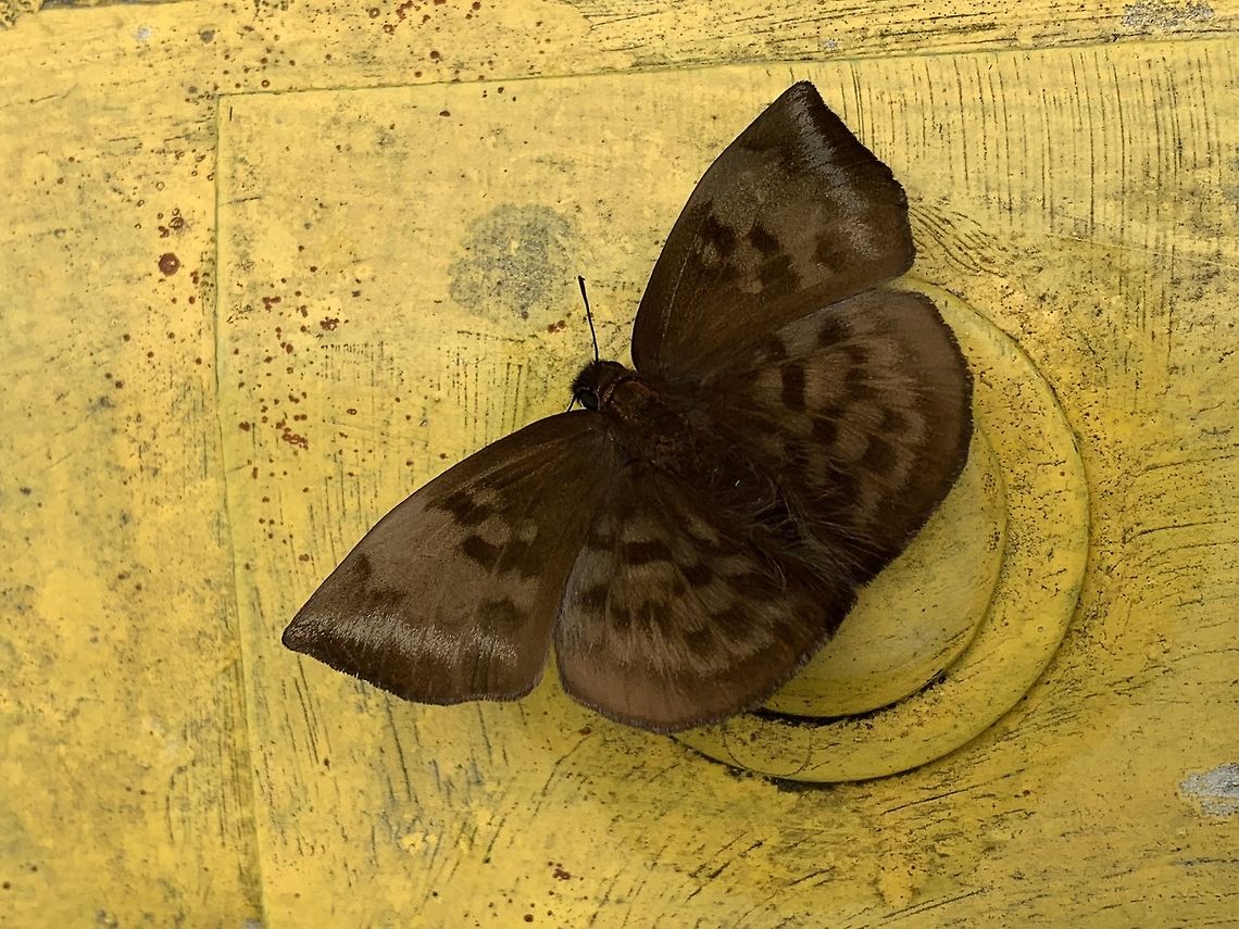 Pallid Batwing, Trampoline of Death, Colombia  Achlyodes pallida,Colombia,Colombia 2018,Colombia South,Fall,Geotagged,Pallid Batwing,South America,Trampoline of Death