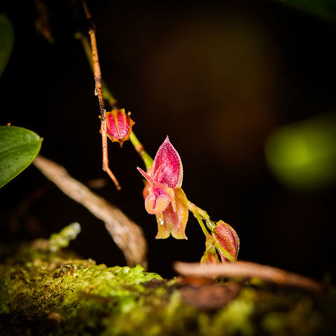 Long-Pointed Petals Lepanthes