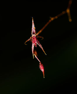 Purple Platystele sp., La Cocha, Colombia Miniature orchid. ID in progress by an expert.
https://www.jungledragon.com/image/75810/purple_platystele_sp._-_dual_la_cocha_colombia.html Colombia,Colombia 2018,Colombia South,Fall,Geotagged,La Cocha,Nariño,South America,World