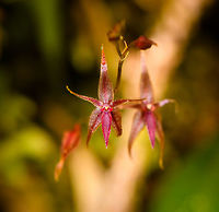Purple Platystele sp. - dual, La Cocha, Colombia Miniature orchid. ID in progress by an expert. <br />
https://www.jungledragon.com/image/75809/purple_platystele_sp._la_cocha_colombia.html Colombia,Colombia 2018,Colombia South,La Cocha,Nari&ntilde;o,South America,World