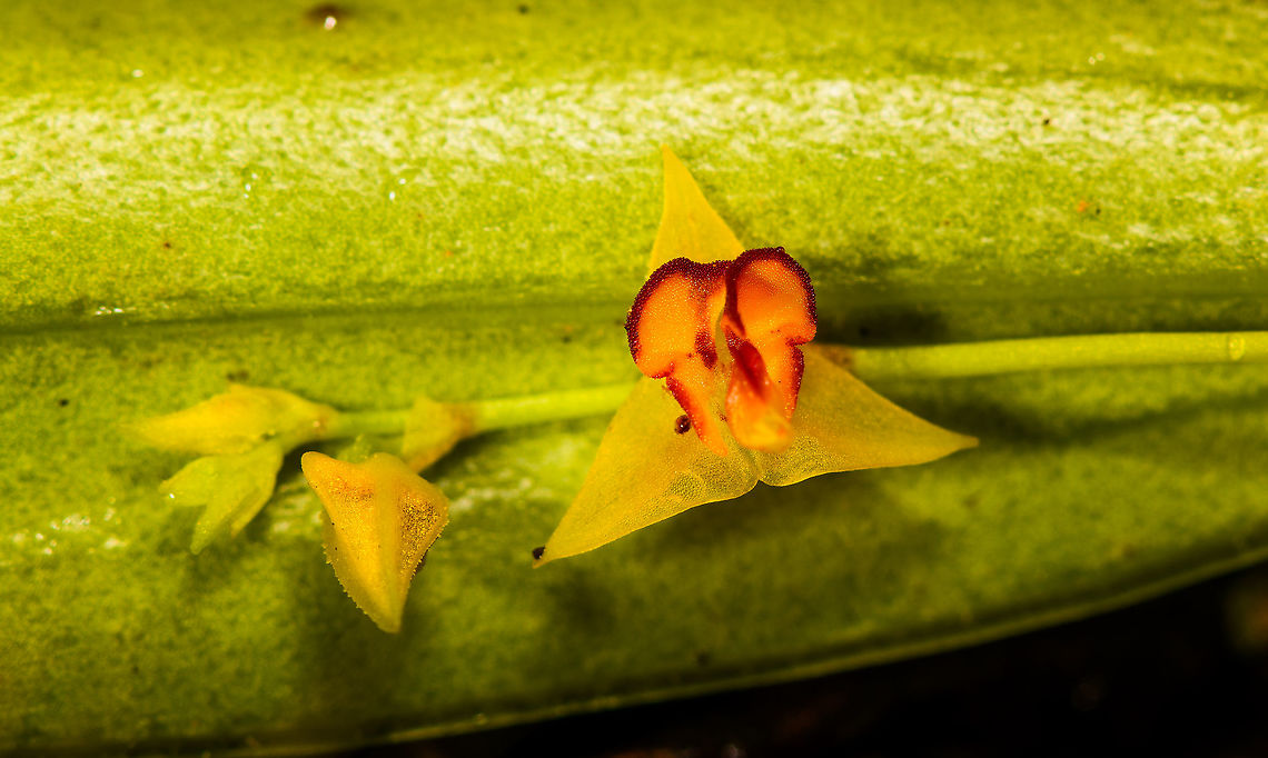 Tachira Lepanthes - closeup, La Cocha, Colombia Flower size: 5mm.<br />
<figure class="photo"><a href="https://www.jungledragon.com/image/75813/tachira_lepanthes_la_cocha_colombia.html" title="Tachira Lepanthes, La Cocha, Colombia"><img src="https://s3.amazonaws.com/media.jungledragon.com/images/2/75813_thumb.jpg?AWSAccessKeyId=05GMT0V3GWVNE7GGM1R2&Expires=1759968010&Signature=vAaKyDNTdGSIdeehfE6dkfeAalk%3D" width="200" height="192" alt="Tachira Lepanthes, La Cocha, Colombia Flower size: 5mm.<br />
https://www.jungledragon.com/image/75812/tachira_lepanthes_-_closeup_la_cocha_colombia.html Colombia,Colombia 2018,Colombia South,Fall,Geotagged,La Cocha,Lepanthes tachirensis,Nari&ntilde;o,South America,Tachira Lepanthes,World" /></a></figure> Colombia,Colombia 2018,Colombia South,Fall,Geotagged,La Cocha,Lepanthes tachirensis,Nariño,South America,Tachira Lepanthes,World
