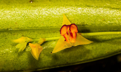 Tachira Lepanthes - closeup, La Cocha, Colombia Flower size: 5mm.
https://www.jungledragon.com/image/75813/tachira_lepanthes_la_cocha_colombia.html Colombia,Colombia 2018,Colombia South,Fall,Geotagged,La Cocha,Lepanthes tachirensis,Nariño,South America,Tachira Lepanthes,World