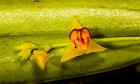 Tachira Lepanthes - closeup, La Cocha, Colombia Flower size: 5mm.<br />
https://www.jungledragon.com/image/75813/tachira_lepanthes_la_cocha_colombia.html Colombia,Colombia 2018,Colombia South,Fall,Geotagged,La Cocha,Lepanthes tachirensis,Nari&ntilde;o,South America,Tachira Lepanthes,World