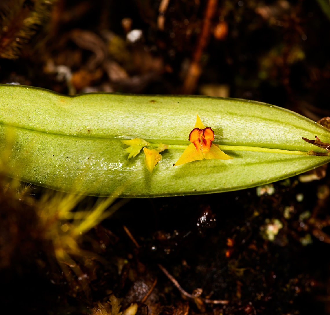 Tachira Lepanthes, La Cocha, Colombia Flower size: 5mm.<br />
<figure class="photo"><a href="https://www.jungledragon.com/image/75812/tachira_lepanthes_-_closeup_la_cocha_colombia.html" title="Tachira Lepanthes - closeup, La Cocha, Colombia"><img src="https://s3.amazonaws.com/media.jungledragon.com/images/2/75812_thumb.jpg?AWSAccessKeyId=05GMT0V3GWVNE7GGM1R2&Expires=1759968010&Signature=Iiwo3Ahn2ZMjO40XthgVrMtKLIo%3D" width="200" height="120" alt="Tachira Lepanthes - closeup, La Cocha, Colombia Flower size: 5mm.<br />
https://www.jungledragon.com/image/75813/tachira_lepanthes_la_cocha_colombia.html Colombia,Colombia 2018,Colombia South,Fall,Geotagged,La Cocha,Lepanthes tachirensis,Nari&ntilde;o,South America,Tachira Lepanthes,World" /></a></figure> Colombia,Colombia 2018,Colombia South,Fall,Geotagged,La Cocha,Lepanthes tachirensis,Nariño,South America,Tachira Lepanthes,World