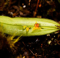 Tachira Lepanthes, La Cocha, Colombia Flower size: 5mm.<br />
https://www.jungledragon.com/image/75812/tachira_lepanthes_-_closeup_la_cocha_colombia.html Colombia,Colombia 2018,Colombia South,Fall,Geotagged,La Cocha,Lepanthes tachirensis,Nariño,South America,Tachira Lepanthes,World