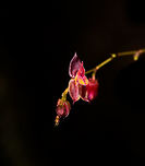Lepanthes oxypetala - highlight, La Cocha, Colombia A new and first day at a new site: La Cocha, situated at around 3000m asl, but we would sometimes go higher. On this cold morning, we started with a brief search for some very obscure orchid species. I'm removing the geotag because of poachers. The total flower size of this one is 3mm.<br />
https://www.jungledragon.com/image/75808/lepanthes_oxypetala_la_cocha_colombia.html<br />
https://www.jungledragon.com/image/75815/lepanthes_oxypetala_-_closeup_la_cocha_colombia.html Colombia,Colombia 2018,Colombia South,Fall,Geotagged,La Cocha,Lepanthes oxypetala,Long-Pointed Petals Lepanthes,Nari&ntilde;o,South America,World