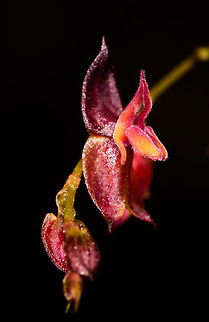 Lepanthes oxypetala - closeup, La Cocha, Colombia A new and first day at a new site: La Cocha, situated at around 3000m asl, but we would sometimes go higher. On this cold morning, we started with a brief search for some very obscure orchid species. I'm removing the geotag because of poachers. The total flower size of this one is 3mm.
https://www.jungledragon.com/image/75808/lepanthes_oxypetala_la_cocha_colombia.html
https://www.jungledragon.com/image/75814/lepanthes_oxypetala_-_highlight_la_cocha_colombia.html Colombia,Colombia 2018,Colombia South,Fall,Geotagged,La Cocha,Lepanthes oxypetala,Long-Pointed Petals Lepanthes,Nari&ntilde;o,South America,World