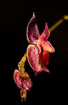 Lepanthes oxypetala - closeup, La Cocha, Colombia A new and first day at a new site: La Cocha, situated at around 3000m asl, but we would sometimes go higher. On this cold morning, we started with a brief search for some very obscure orchid species. I'm removing the geotag because of poachers. The total flower size of this one is 3mm.<br />
https://www.jungledragon.com/image/75808/lepanthes_oxypetala_la_cocha_colombia.html<br />
https://www.jungledragon.com/image/75814/lepanthes_oxypetala_-_highlight_la_cocha_colombia.html Colombia,Colombia 2018,Colombia South,Fall,Geotagged,La Cocha,Lepanthes oxypetala,Long-Pointed Petals Lepanthes,Nariño,South America,World